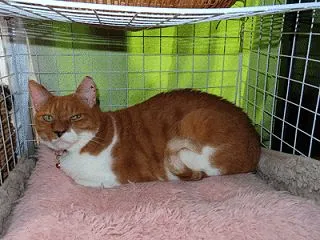 家の猫さん