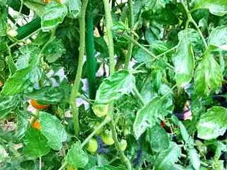 10月のビニールハウスに小さな奇跡──放…