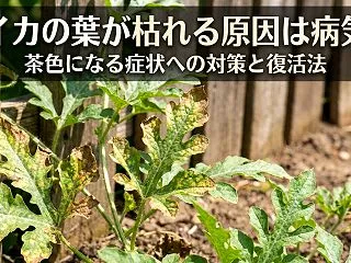 スイカの葉が枯れる原因は病気？茶色になる…