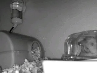 きれーきれー