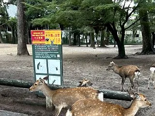 奈良の郷土料理 柿の葉寿司＆京都駅でとん…