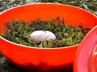 亀の産卵-２ヶ月