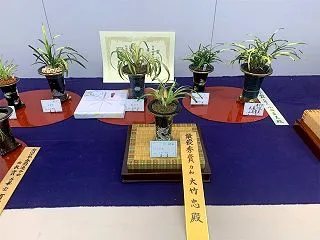 東洋蘭総合大展示会（上野）に行ってきまし…
