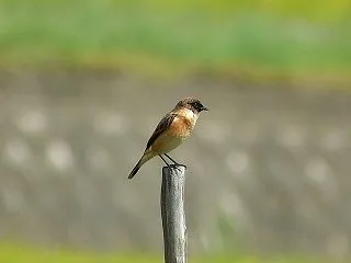 ノビタキ・オオスカシバ