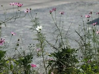 続・コスモス満開