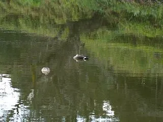 【レンズ】三ツ池公園でのテスト2回目～お…