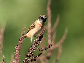 ノビタキ雄Ｃ