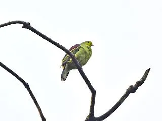 スリランカアオバト（スリランカ探鳥）