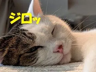 おもちゃ⁉では、ありませんが