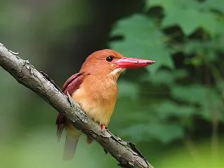 アカショウビン