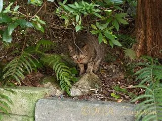 兵どもが夢の跡…