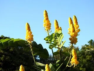 『エーザイ薬草園の花達～♪』
