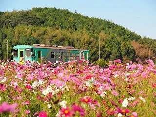 お写ん歩 北条鉄道とコスモス（10月15…