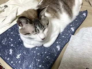 洗濯物がすき