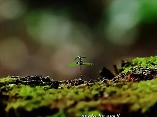 新たな命