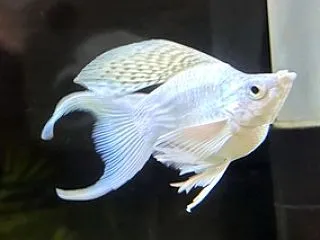 淡水魚入荷しました！part②