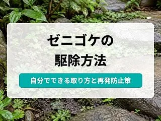 ゼニゴケ駆除を自分で行う方法｜庭に広がる…