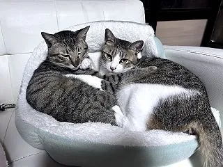 単独がいいかそれとも一緒がいいか