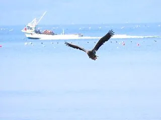オジロワシ