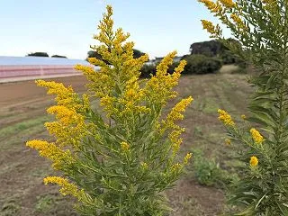 背高泡立草