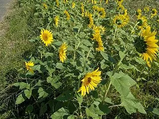 都筑区勝田町の中原街道沿いの「秋のひまわ…