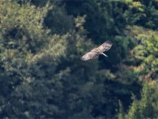 熊鷹幼鳥
