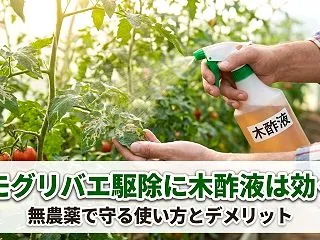 ハモグリバエ駆除に木酢液は効く？無農薬で…
