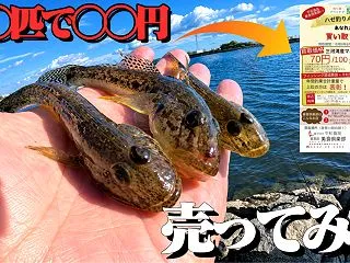 【釣った魚がお金に!?】豊川でハゼ釣り！…