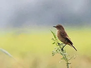 ノビタキ ♀・♂ (冬羽)