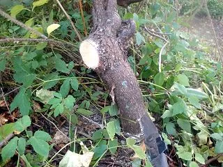 庭木の伐採と薪運び