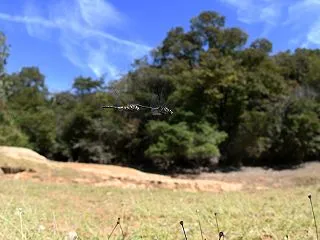 マダラナニワトンボ産卵