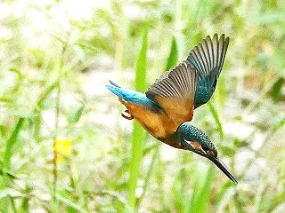 カワセミ若鳥の飛翔