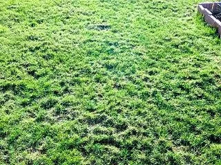 芝生管理：あることに気が付く