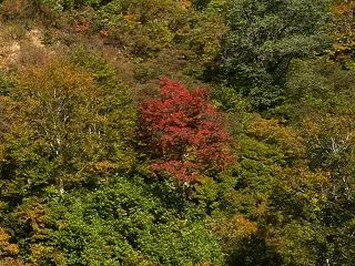月山と紅一点