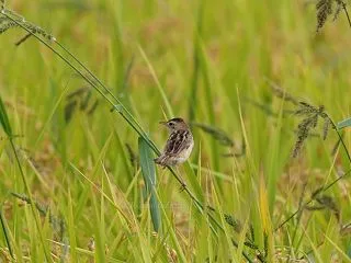 秋草にセッカ