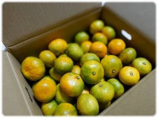 無茶々園から「由良早生みかん」をお取り寄…