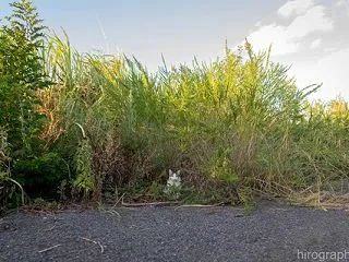 置物
