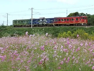 山陽本線 105系 秋桜と秋の雲 新下関…