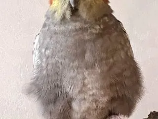 かわいいのに、ブスっぽくなる・・・