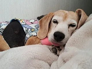 食べた！