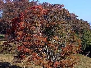 【2026池田町紅葉情報】 大峰高原 七…