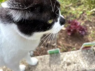 シワシワじゃがいものその後🥔 葉っぱがい…