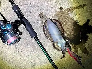 島根のアオリ
