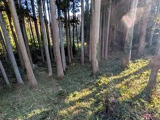 「スッキリ」