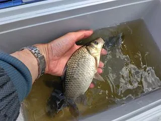 巨大魚に糸を切られる