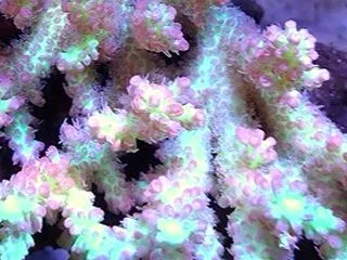 サンゴ 本日オーストラリア便にてミドリイ…