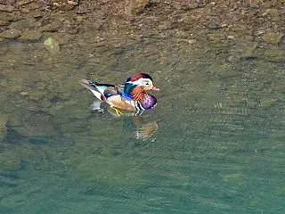 餌場から！徐々に降りて来た！ダム湖のオシ…