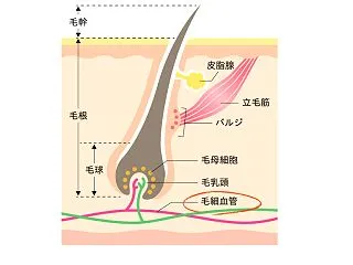 髪が細くなる・薄くなる・エイジング毛にな…