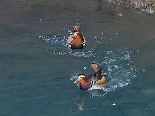 ダム湖のオシドリ！暗くて大苦戦 