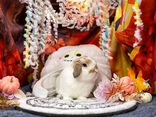 今日は地震速報でびっくり こうさぎデビュ…